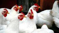 بررسي تأثير عوامل مديريتي بر صفات اقتصادي گله‌هاي مرغ مادر گوشتي